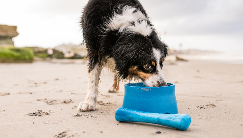 West Paw Collection of Pet Accessories Made With Ocean-Bound Plastic